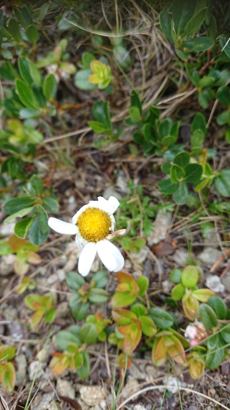 Leucanthemopsis alpina subsp. tatrae