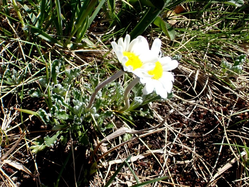 Leucanthemopsis alpina subsp. tatrae photo 2