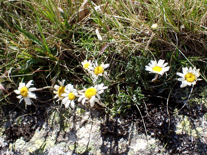 Leucanthemopsis alpina subsp. tatrae photo 3