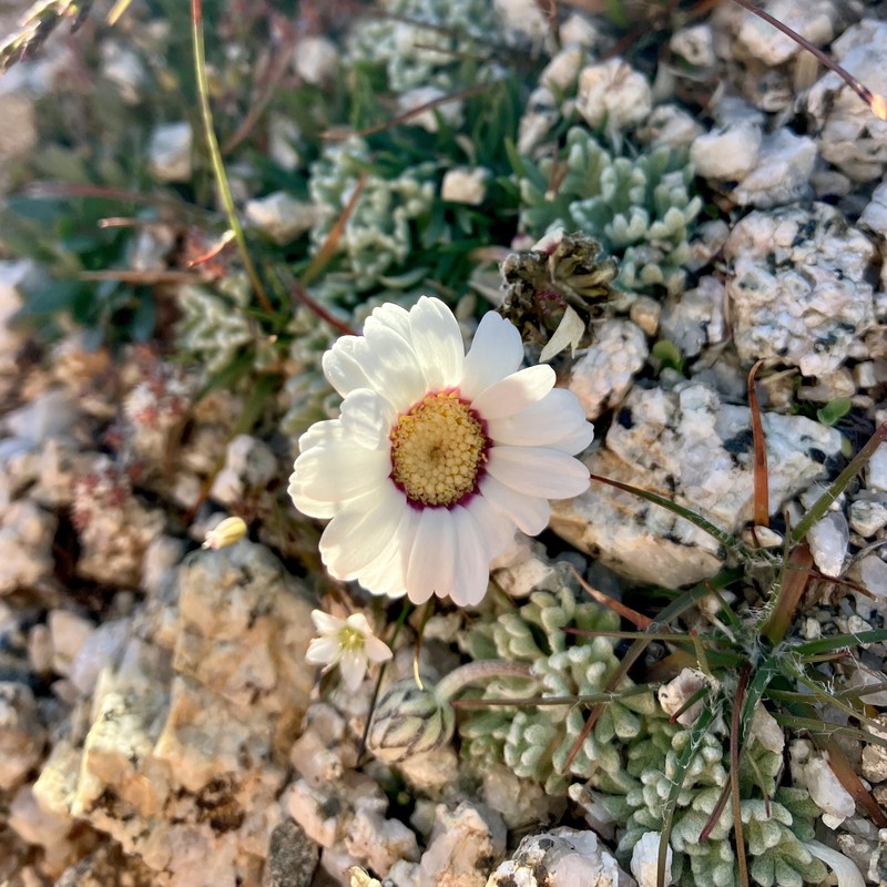 Leucanthemopsis alpina subsp. tomentosa