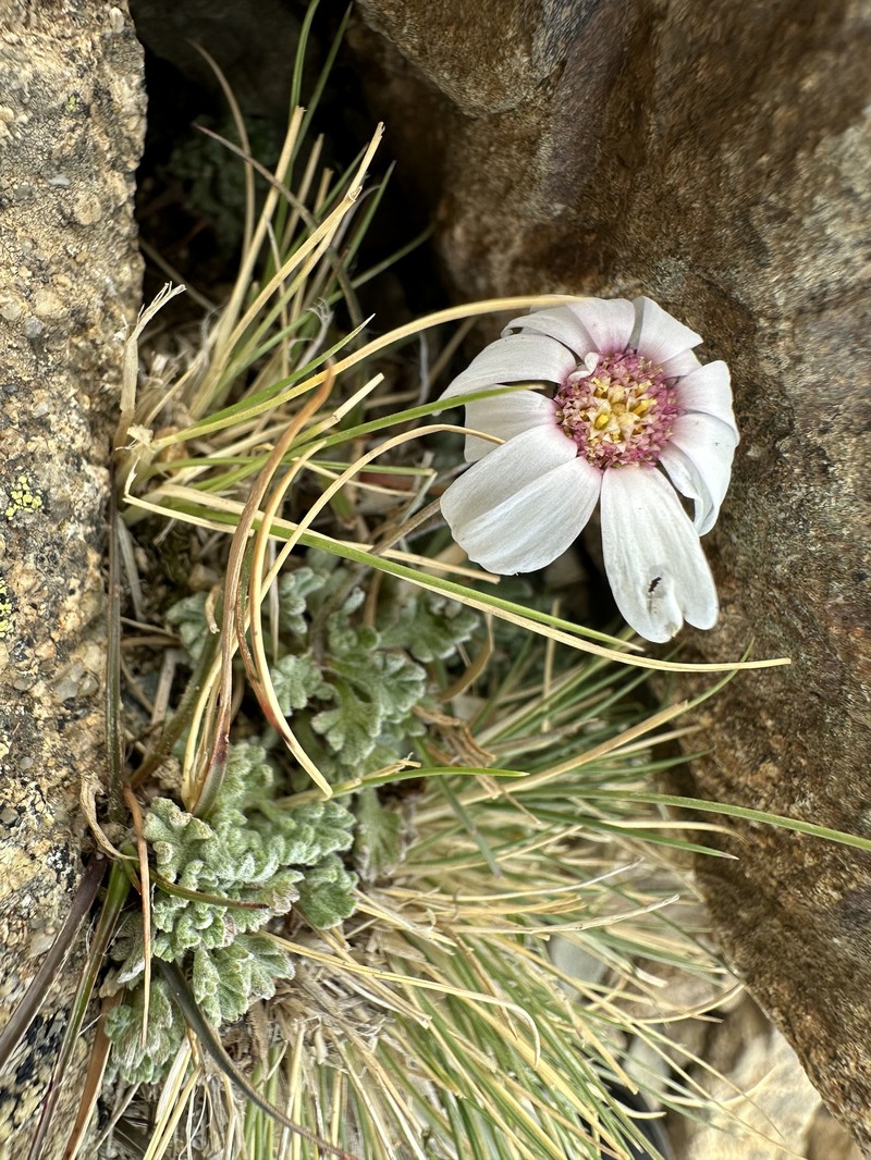 Leucanthemopsis alpina subsp. tomentosa photo 2