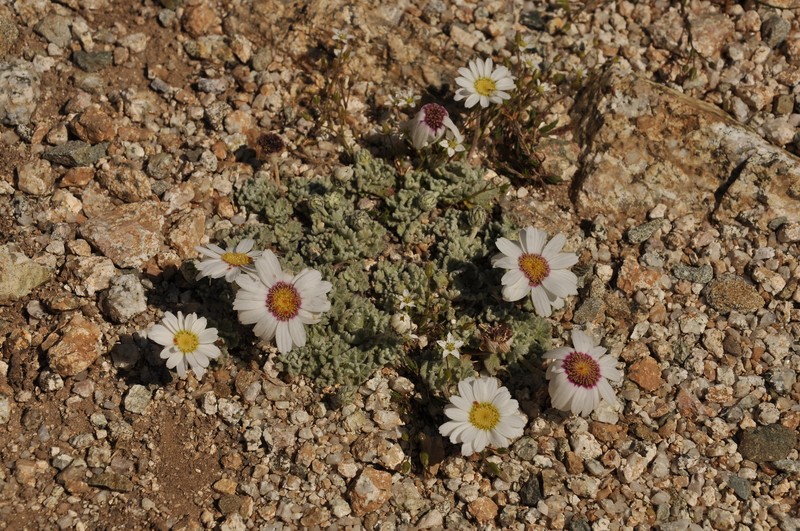 Leucanthemopsis alpina subsp. tomentosa photo 3