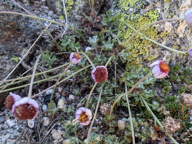 Leucanthemopsis boissieri