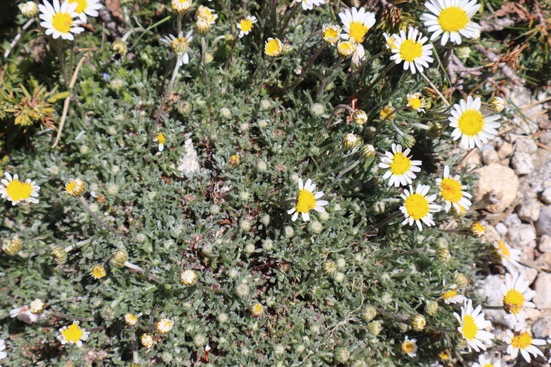 Leucanthemopsis boissieri photo 3