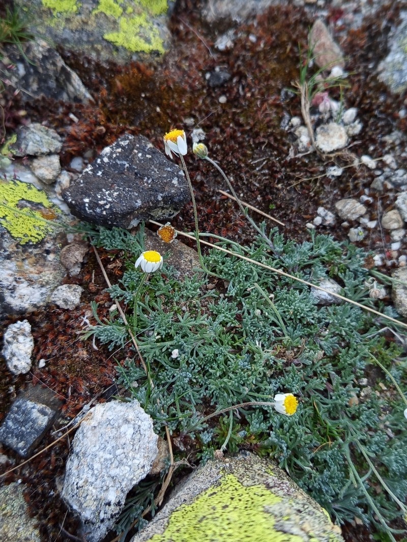 Leucanthemopsis boissieri photo 4