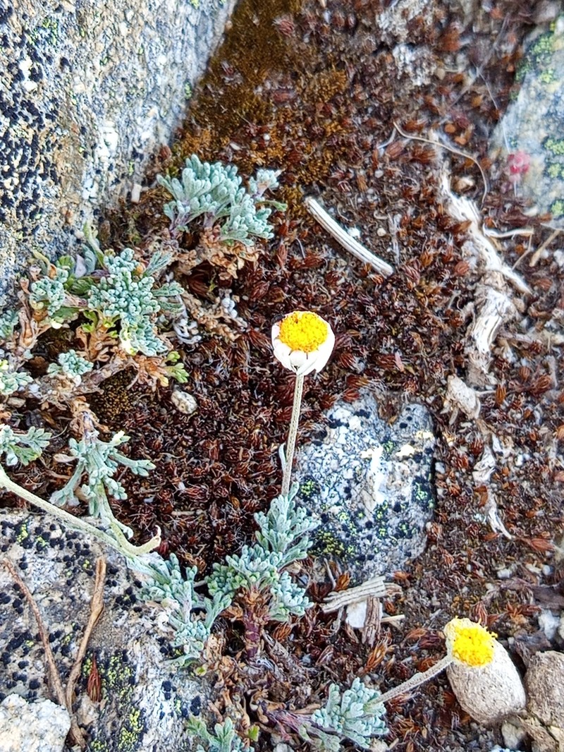Leucanthemopsis boissieri photo 5