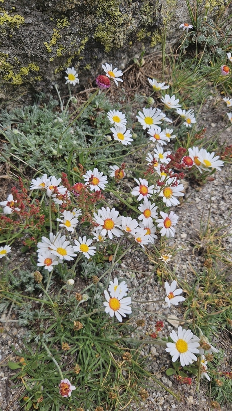 Leucanthemopsis boissieri photo 6