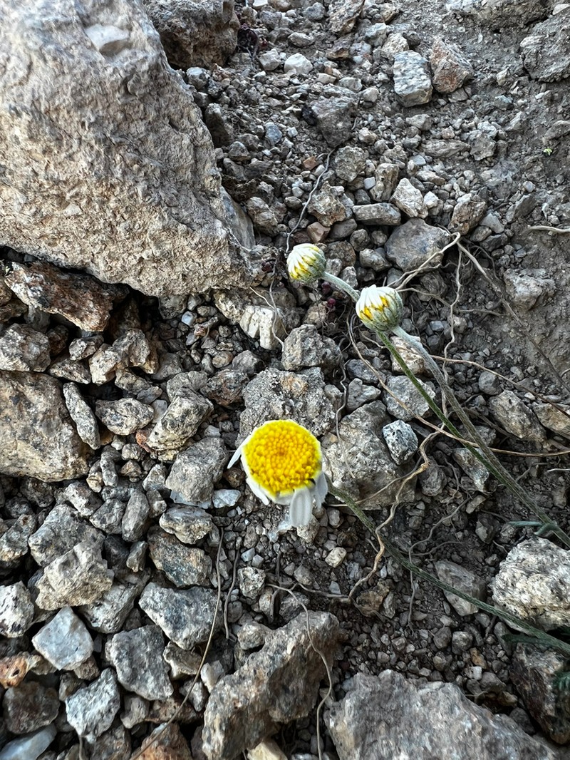 Leucanthemopsis boissieri photo 7