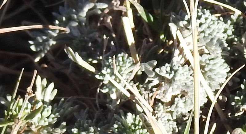 Leucanthemopsis boissieri photo 8