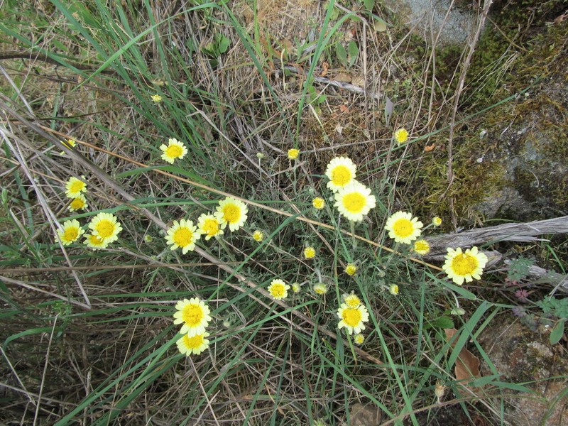 Leucanthemopsis flaveola