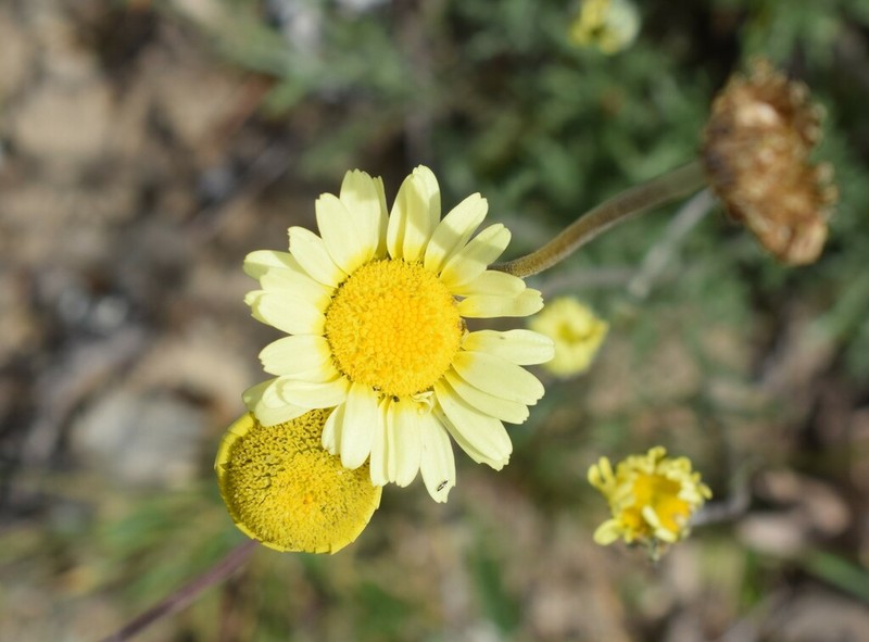 Leucanthemopsis flaveola photo 2