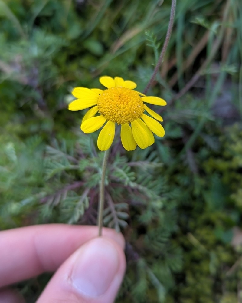 Leucanthemopsis flaveola photo 3
