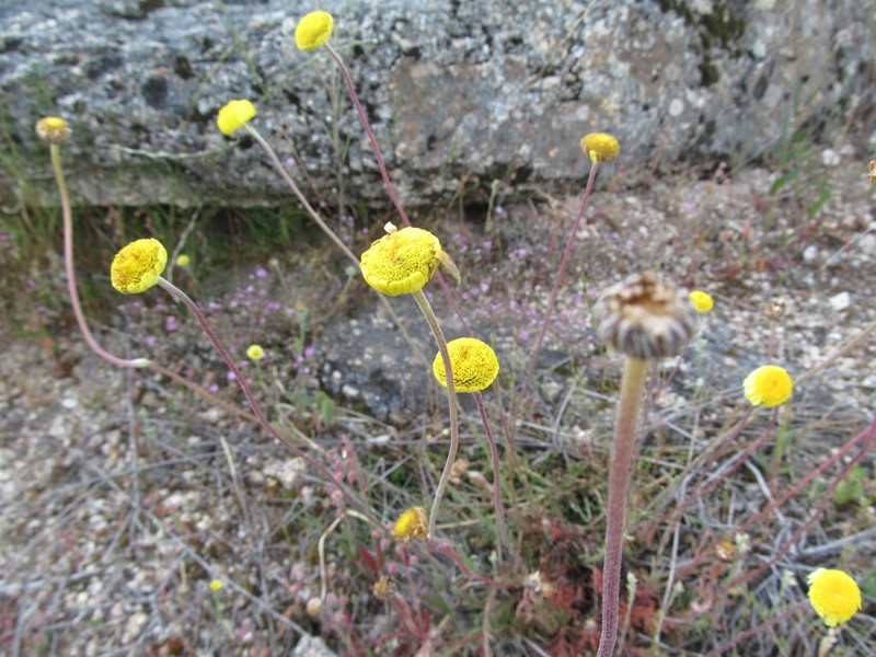 Leucanthemopsis flaveola photo 4