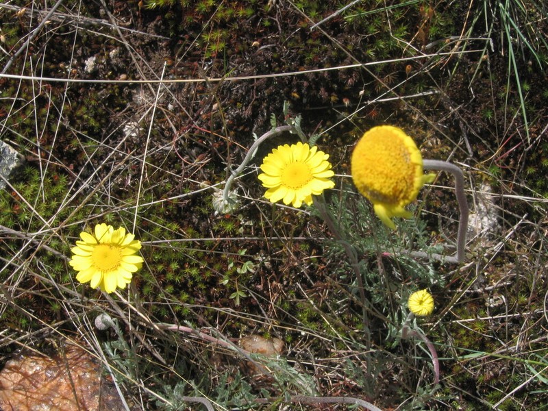 Leucanthemopsis flaveola photo 5