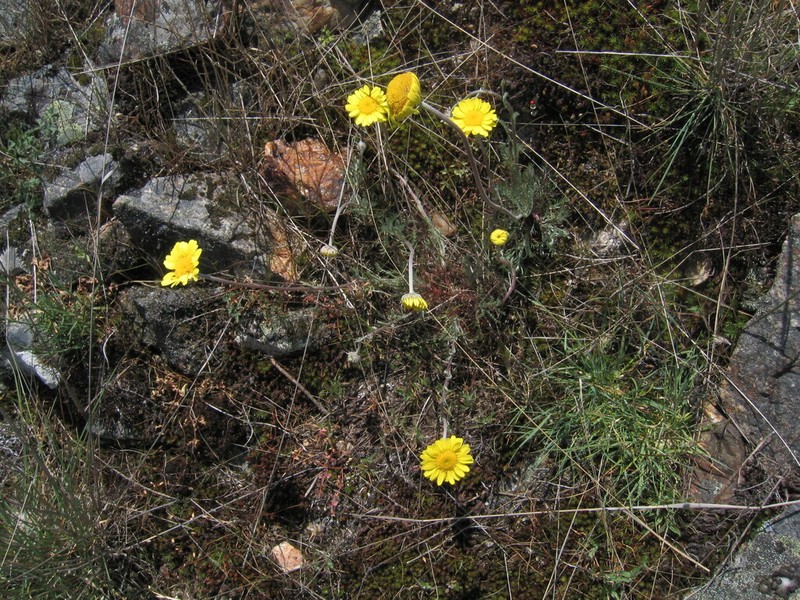 Leucanthemopsis flaveola photo 6