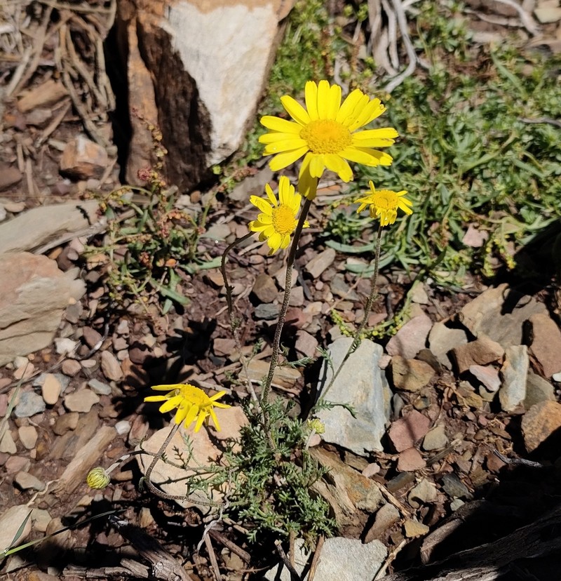 Leucanthemopsis flaveola photo 7