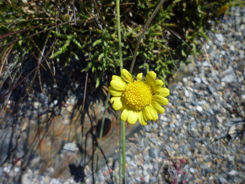Leucanthemopsis flaveola photo 8