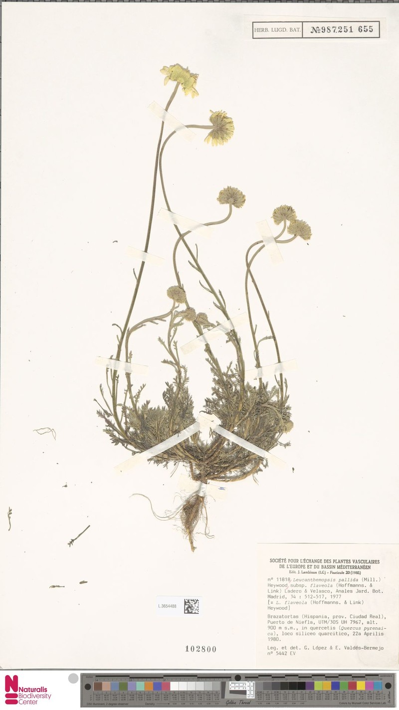 Leucanthemopsis flaveola subsp. flaveola