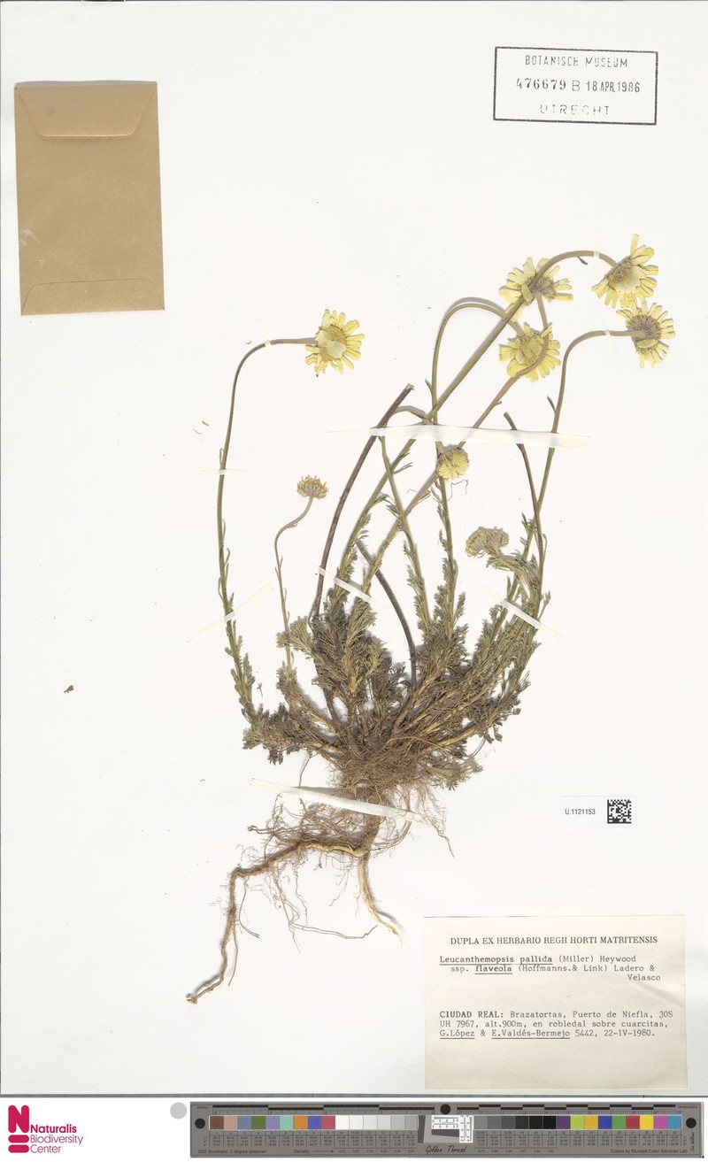 Leucanthemopsis flaveola subsp. flaveola photo 2