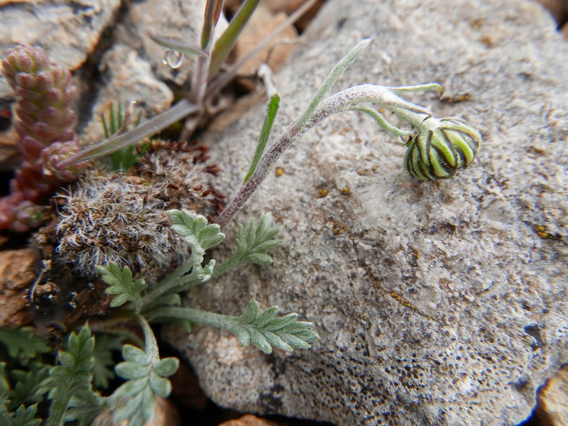 Leucanthemopsis heywoodii photo 2