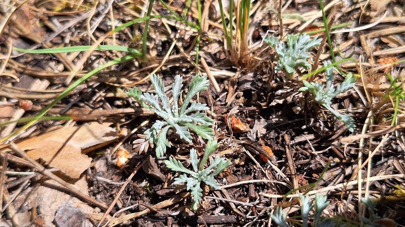Leucanthemopsis heywoodii photo 3