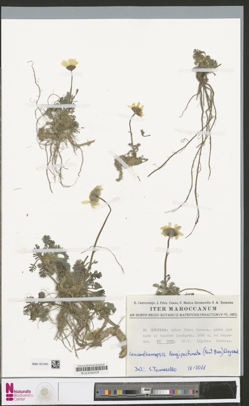 Leucanthemopsis longipectinata