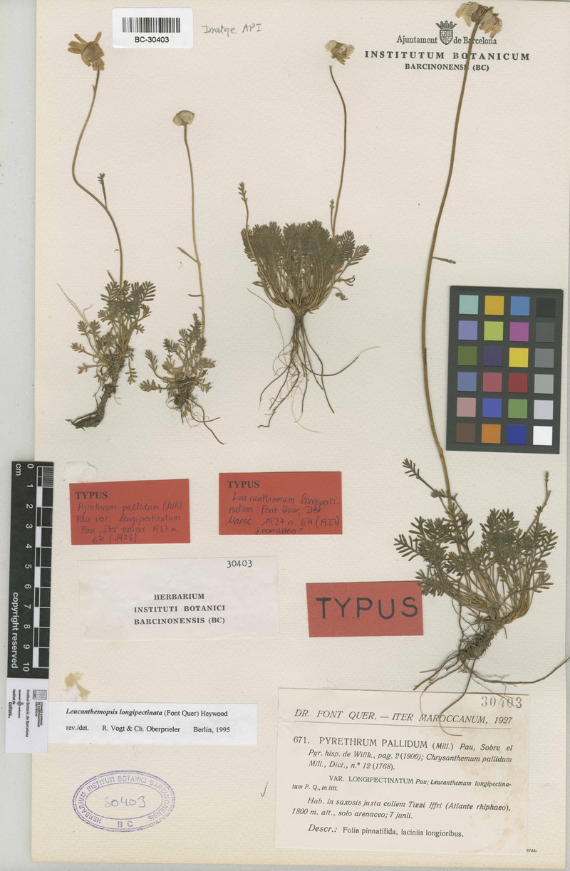 Leucanthemopsis longipectinata photo 2