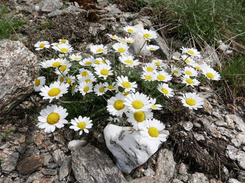Leucanthemopsis pallida