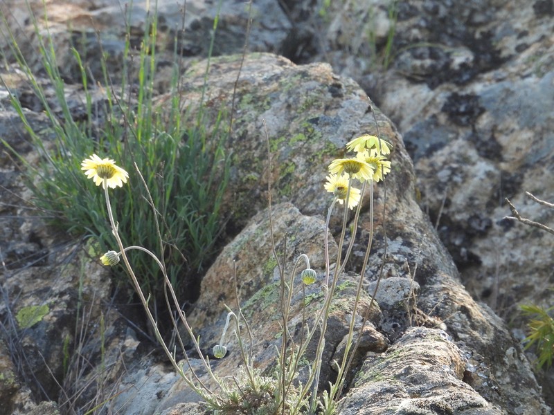 Leucanthemopsis pallida photo 2