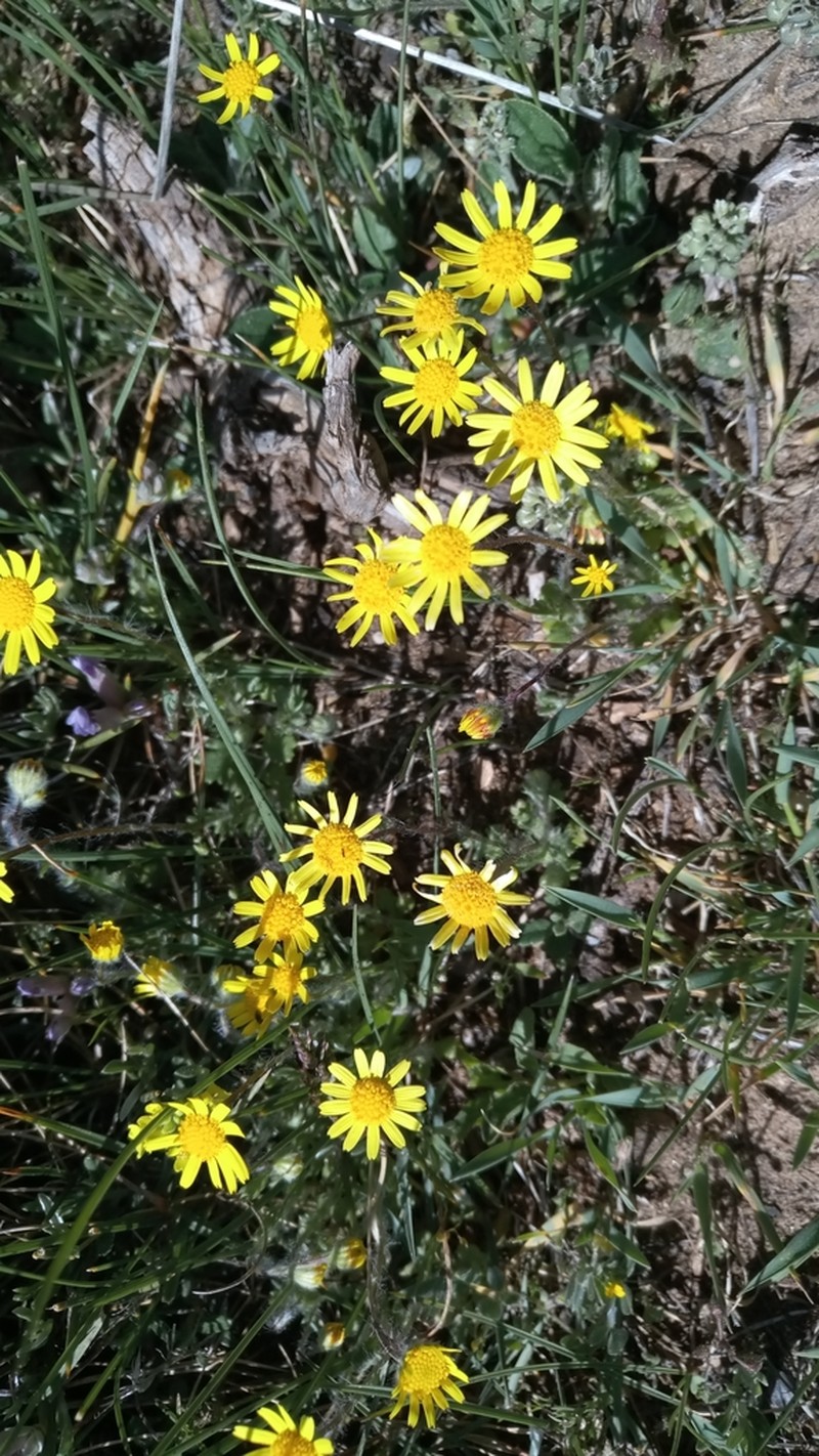 Leucanthemopsis pallida photo 3