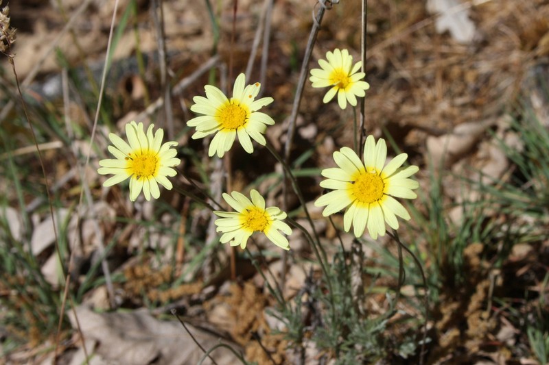 Leucanthemopsis pallida photo 4