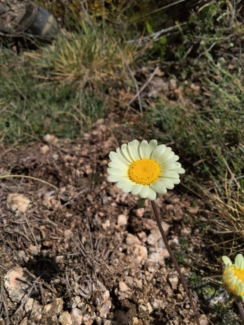 Leucanthemopsis pallida photo 6