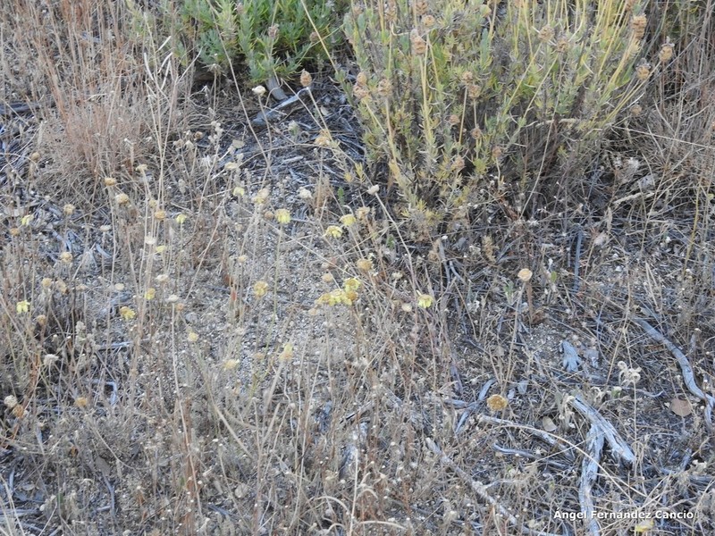 Leucanthemopsis pallida photo 7