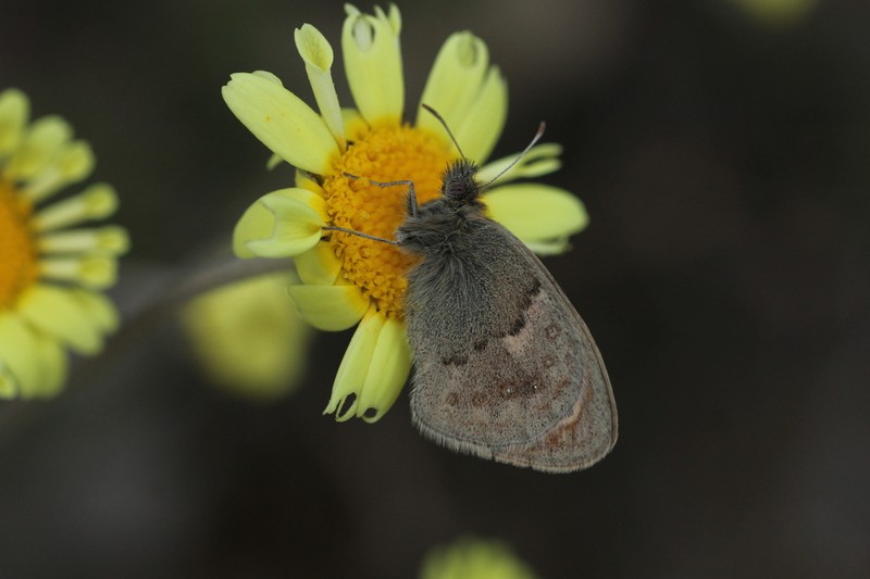 Leucanthemopsis pallida photo 8
