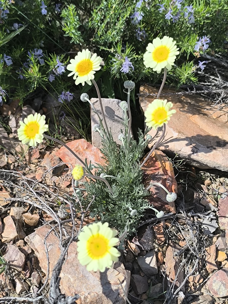Leucanthemopsis pallida subsp. pallida