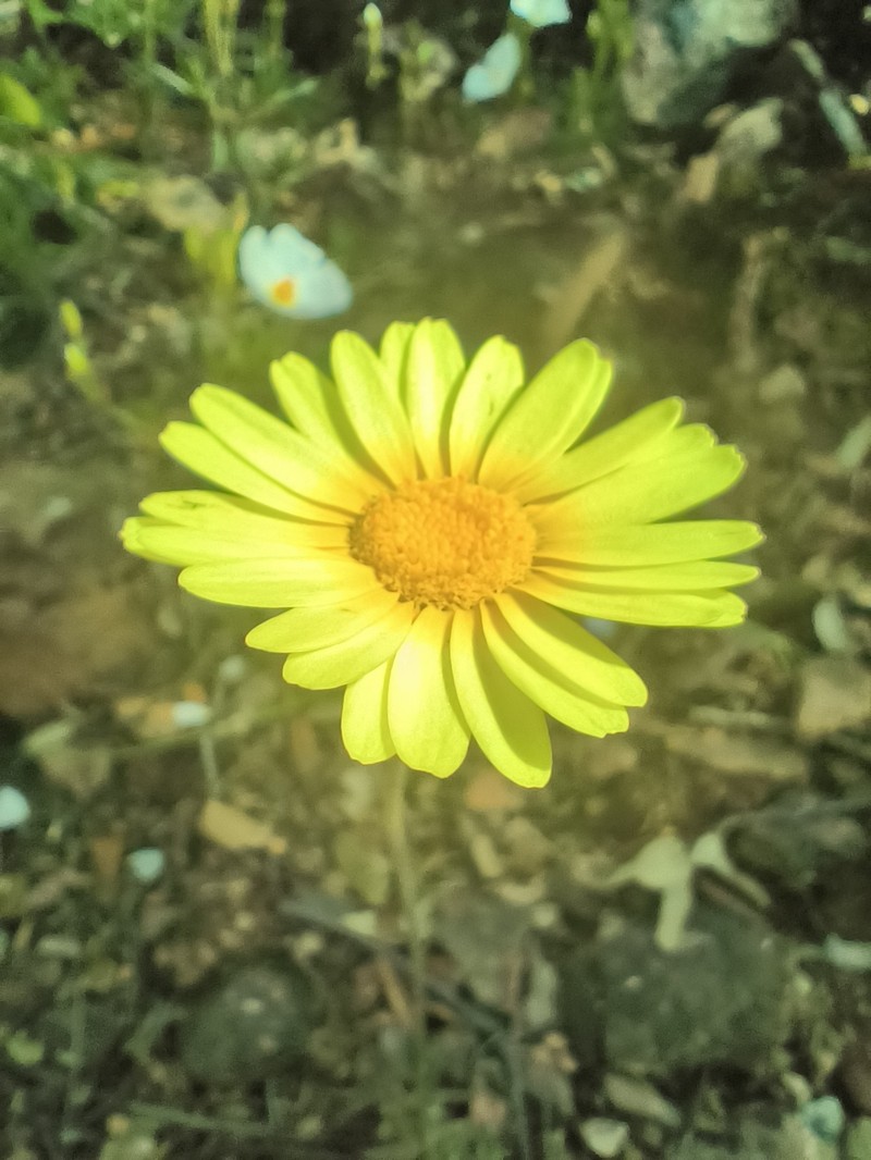 Leucanthemopsis pallida subsp. pallida photo 2