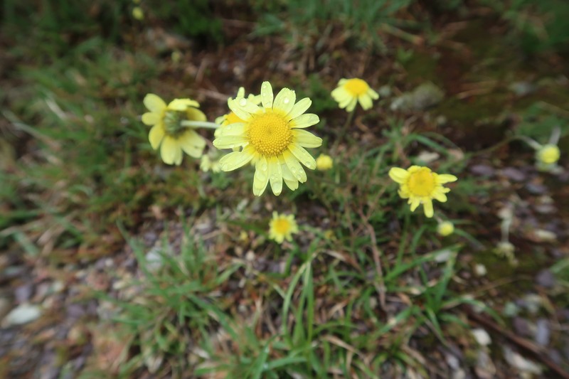 Leucanthemopsis pallida subsp. pallida photo 3