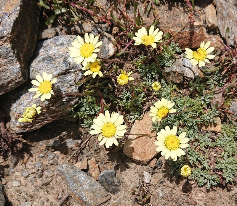 Leucanthemopsis pectinata