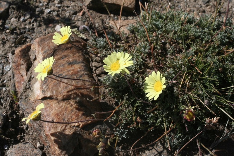 Leucanthemopsis pectinata photo 2