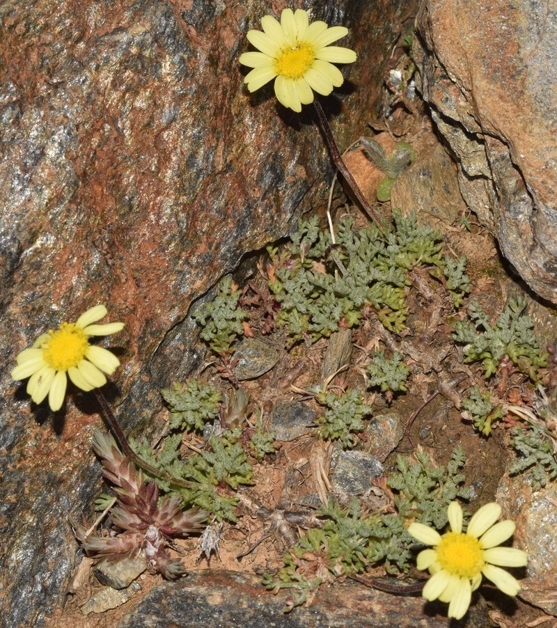 Leucanthemopsis pectinata photo 3