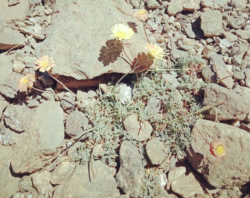 Leucanthemopsis pectinata photo 4