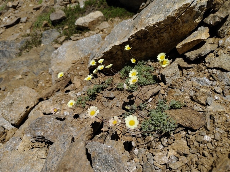 Leucanthemopsis pectinata photo 5