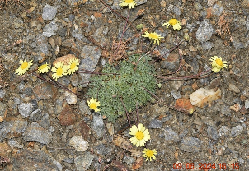 Leucanthemopsis pectinata photo 6