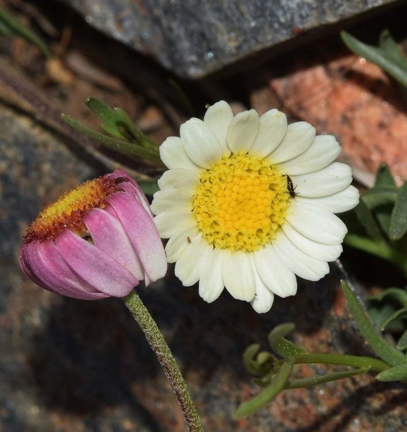 Leucanthemopsis pectinata photo 7