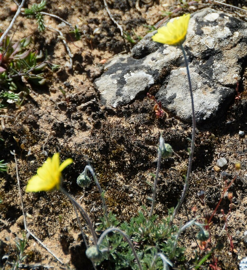 Leucanthemopsis pectinata photo 8