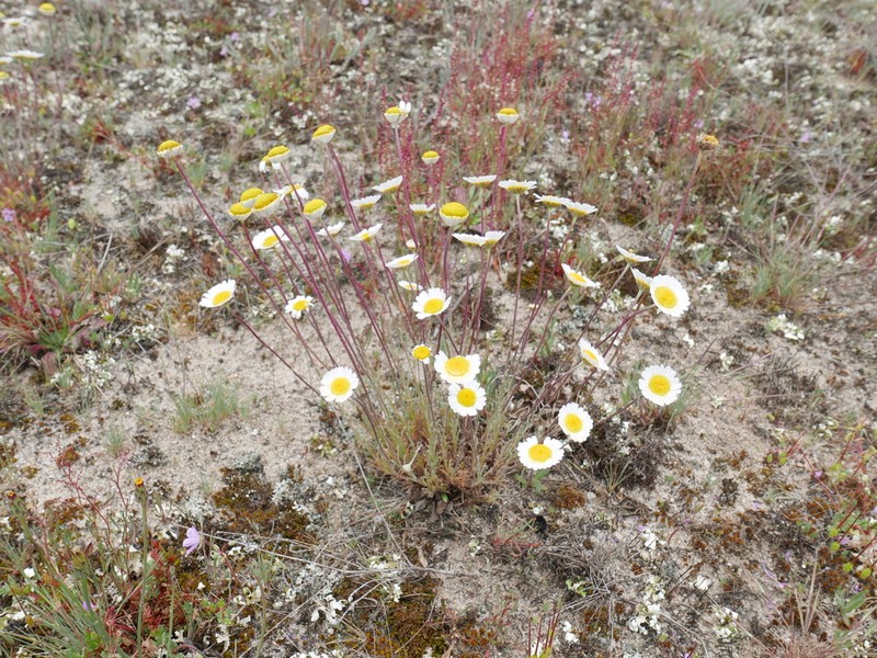 Leucanthemopsis pulverulenta