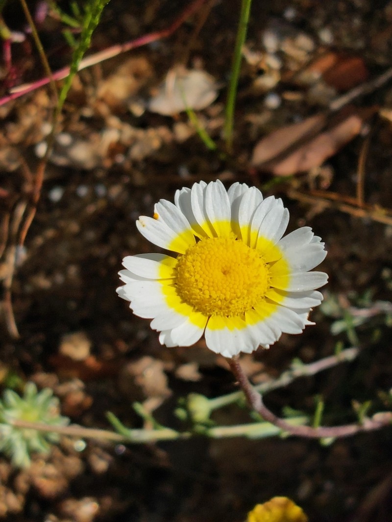Leucanthemopsis pulverulenta photo 2