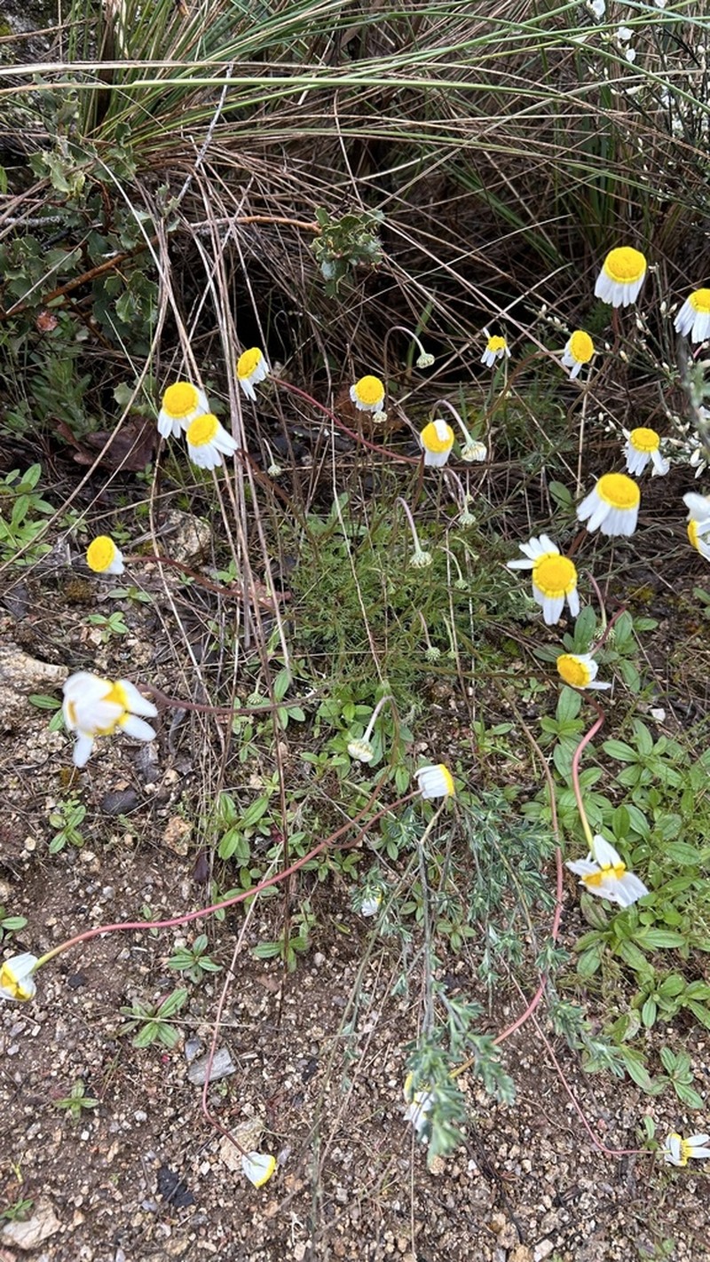 Leucanthemopsis pulverulenta photo 3