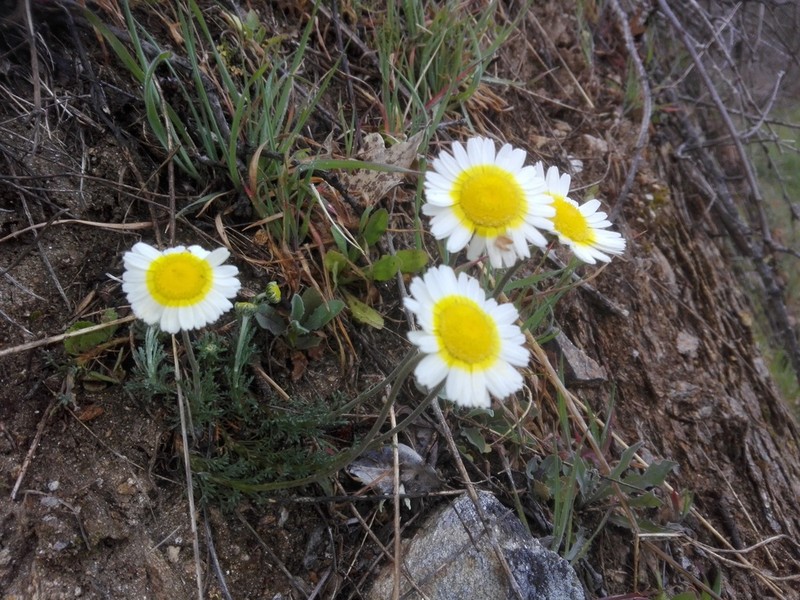 Leucanthemopsis pulverulenta photo 4