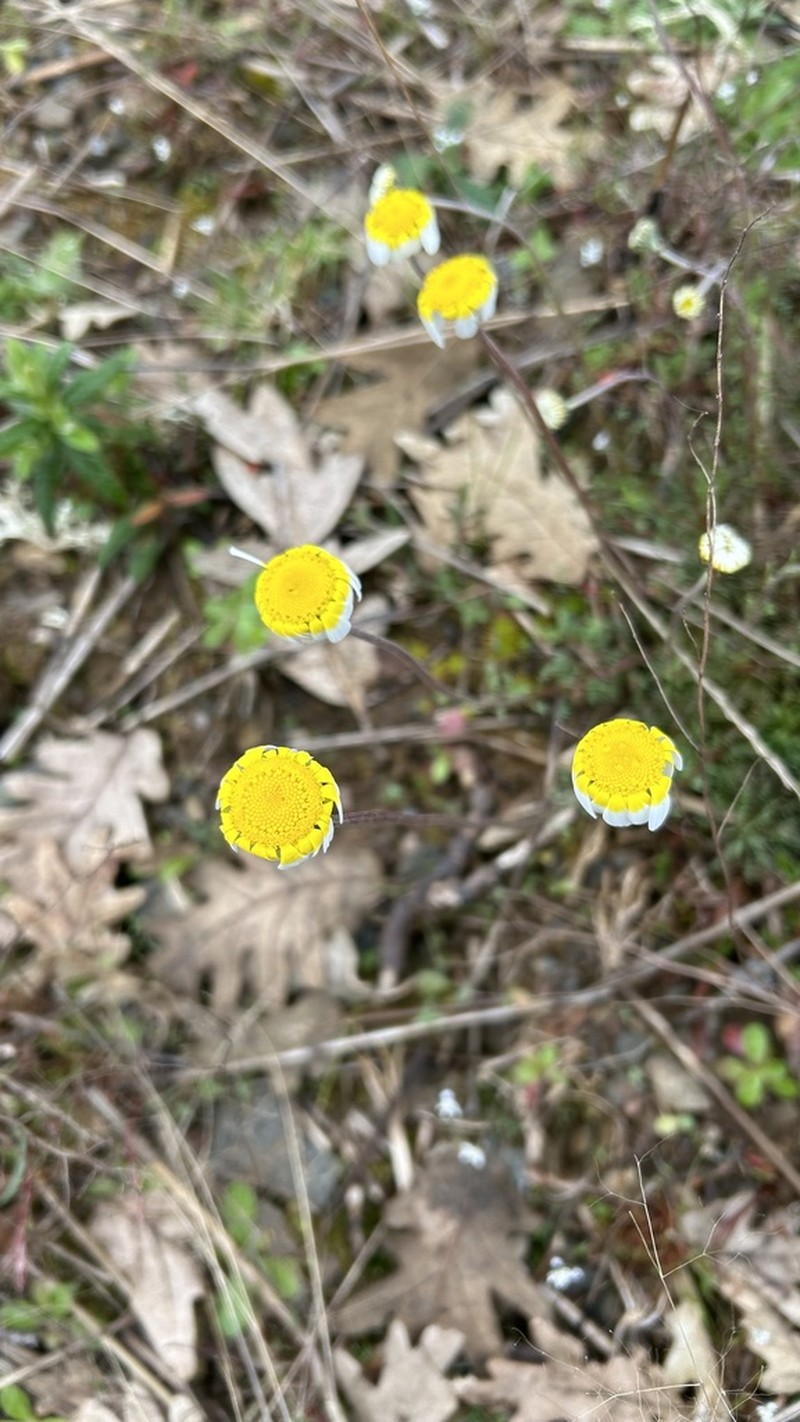 Leucanthemopsis pulverulenta photo 5